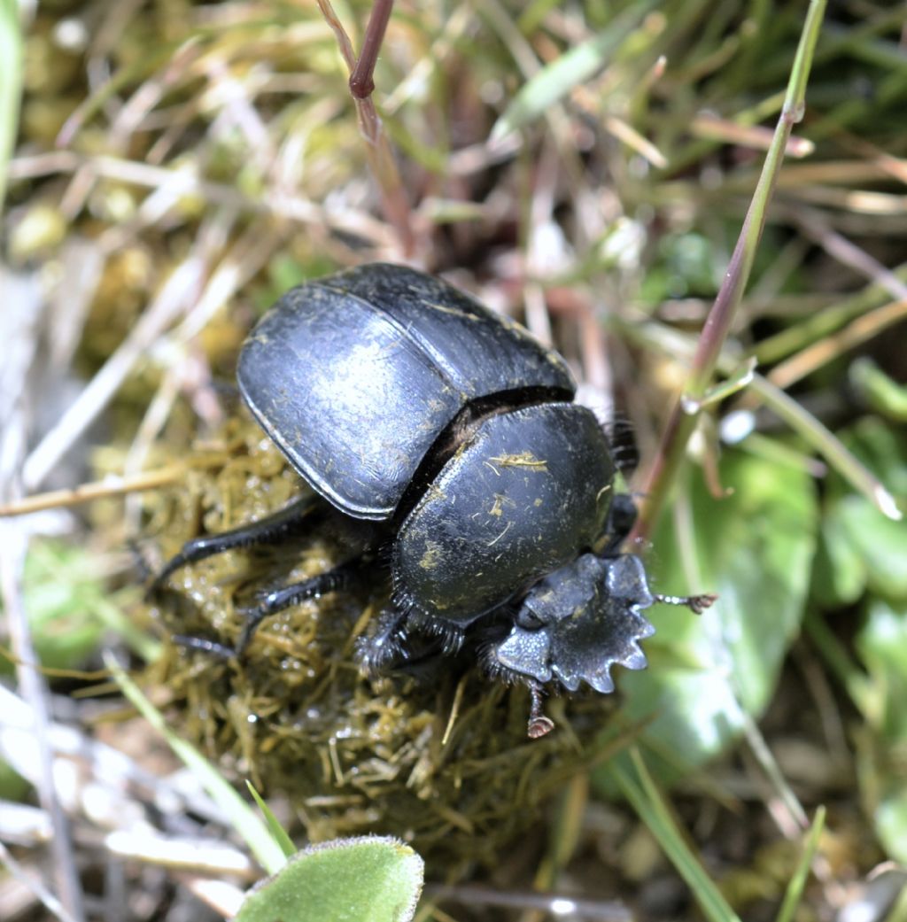 Scarabaeidae: Scarabaeus tiphon?....S,  Scarabaeus typhon